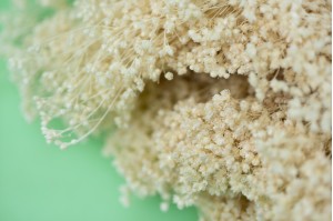 dried-broom-bloom-7