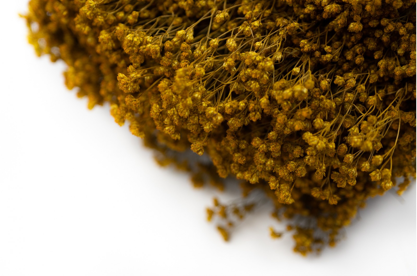 Dried Broom bloom (18) dried-broom-bloom-18