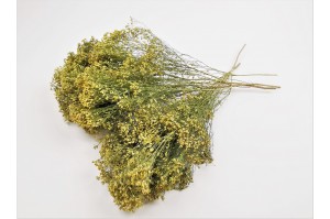 dried-broom-bloom-18