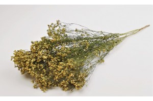 dried-broom-bloom-18.