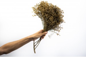 dried-broom-bloom-18.