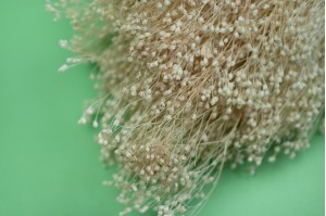 dried-broom-bloom-18