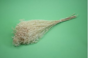 dried-broom-bloom-18.