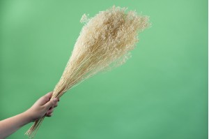 dried-broom-bloom-18.