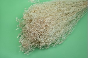 dried-broom-bloom-18.