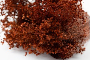 broom-bloom-sec-12