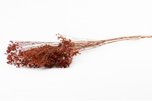 broom-bloom-sec-12.