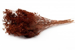 broom-bloom-sec-12.