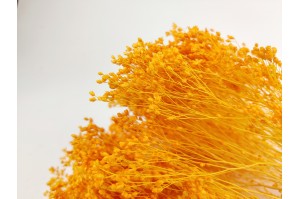 dried-broom-bloom-12.