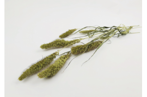 trockene-setaria-18.