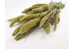 trockene-setaria-18
