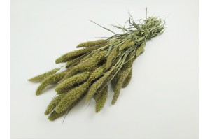 trockene-setaria-18.
