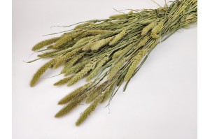 dried-setaria-8