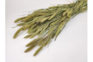 dried-setaria-8.