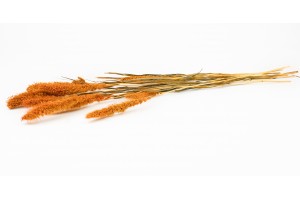 dried-setaria-8.