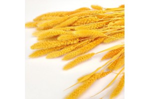 dried-setaria-12.