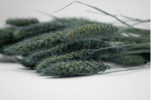 dried-setaria-12.