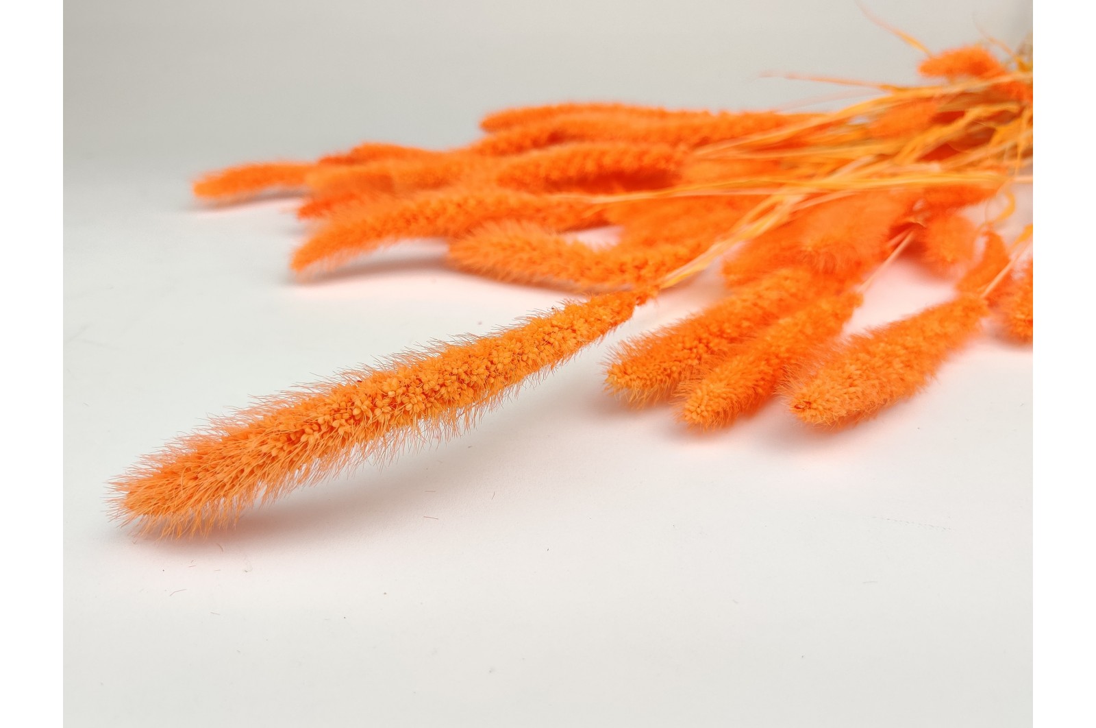 Setaria sec (12) setaria-sec-12