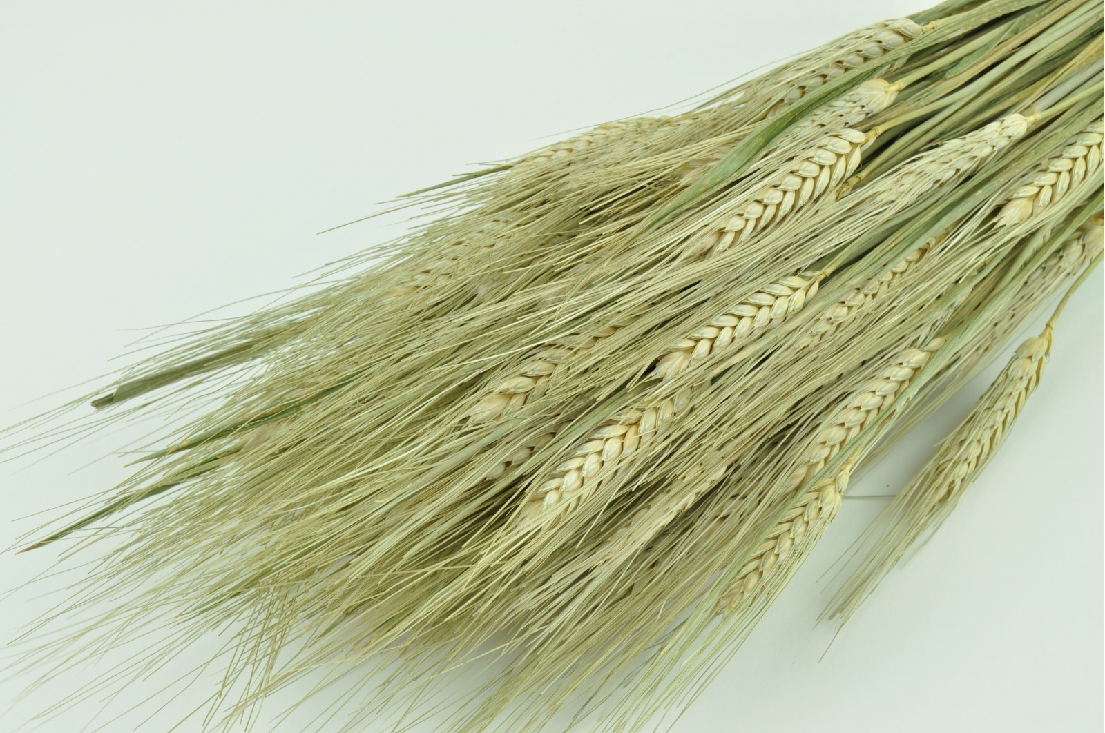 Dried barley (8)