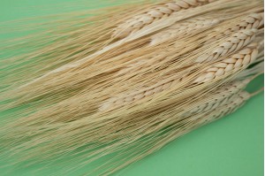 Dried barley (20)