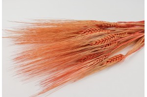 dried-barley-20
