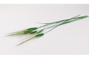 dried-barley-20.
