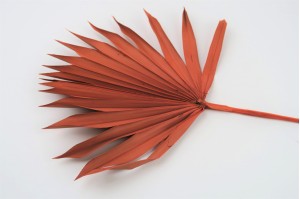 dried-palm-sun-8.