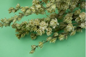 dried-delphinium-18