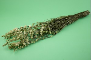trockener-delphinium-18.