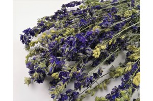 dried-delphinium-8.