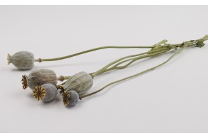 dried-poppy-08.