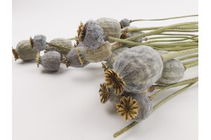 dried-poppy-08