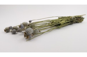 dried-poppy-08.