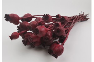 dried-poppy-08.