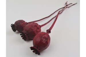 dried-poppy-08.