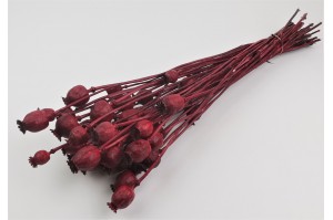 dried-poppy-08.