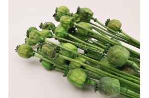 dried-poppy-08.