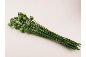 dried-poppy-08.
