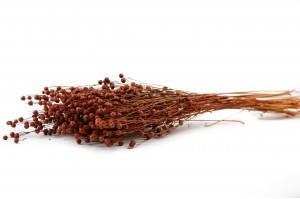 dried-flax-12.