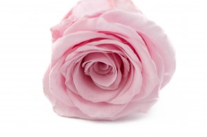tetes-de-roses-stabilisees