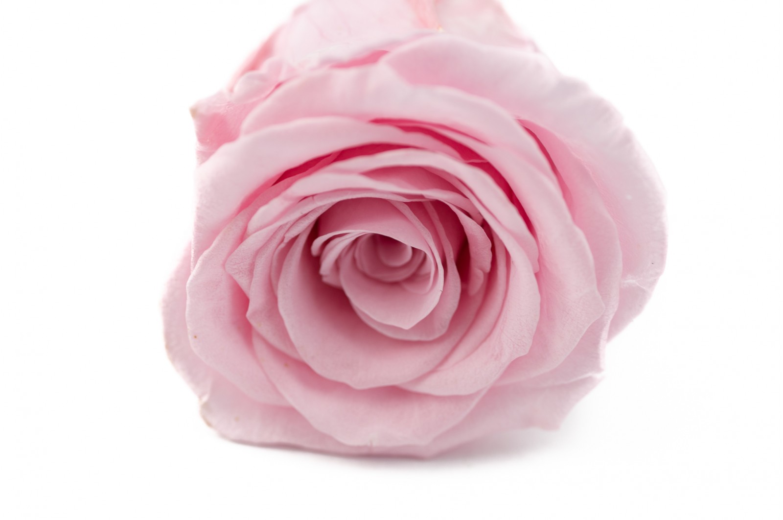 Têtes de roses stabilisées (19) Têtes de roses stabilisées (19)