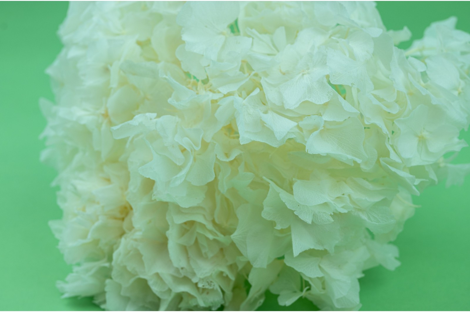 Preserved hydrangea (7) preserved-hydrangea-7