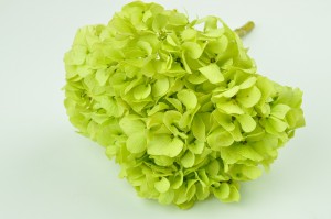 hortensia-stabilise-14.