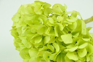 hortensia-stabilise-14.