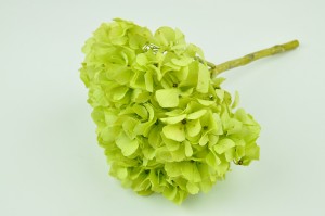 hortensia-stabilise-14.