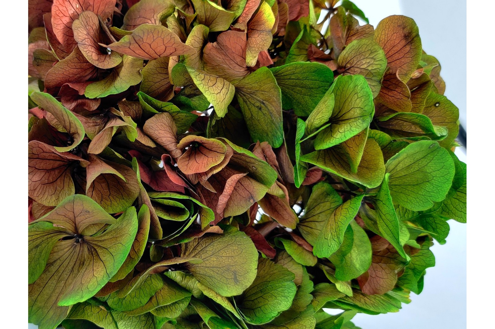 Preserved hydrangea (14) Preserved hydrangea (14)