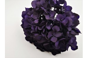 hortensia-stabilise-14.