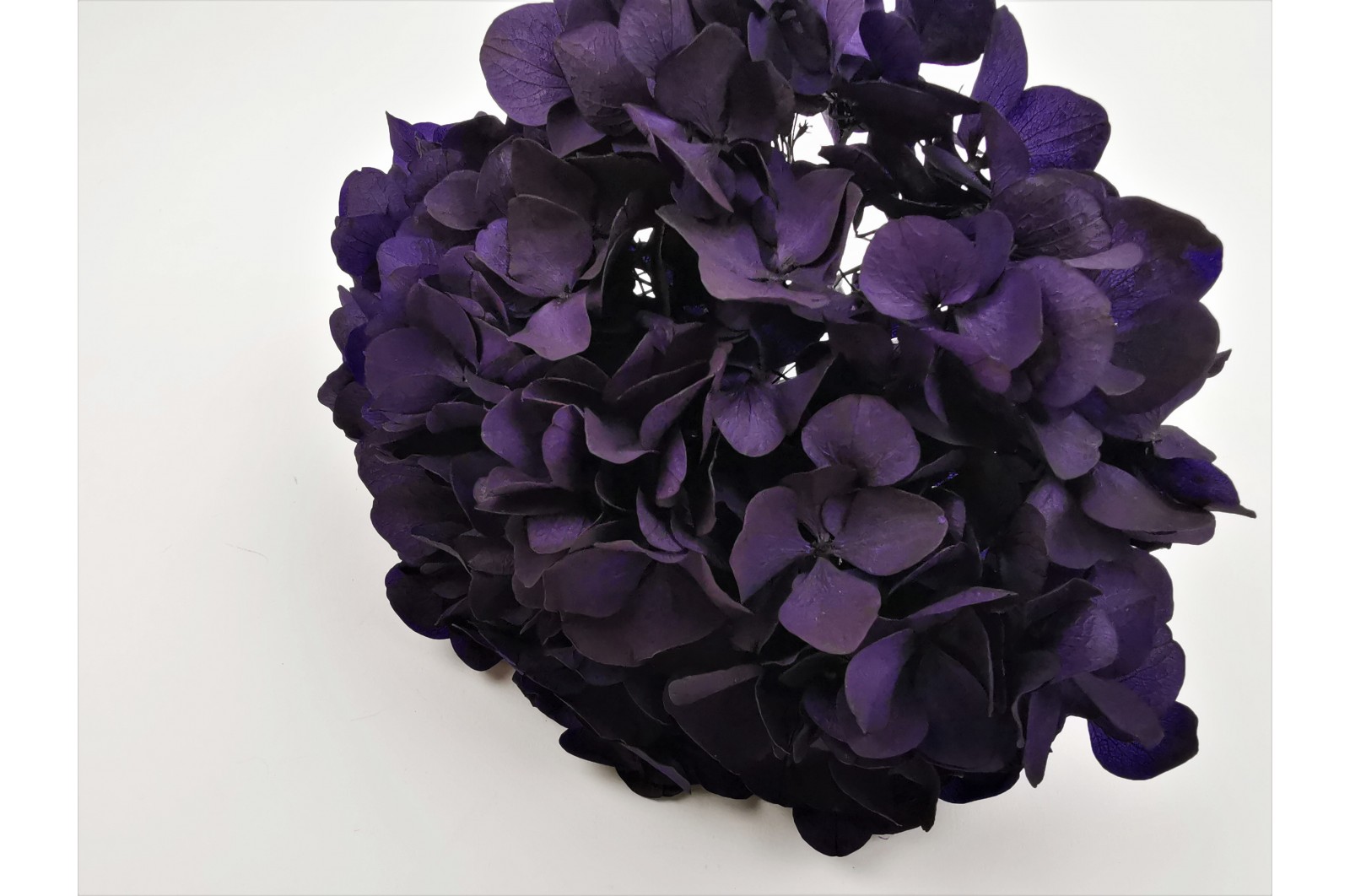 hortensia-stabilise-14