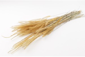 dried-ouro-grass-8.