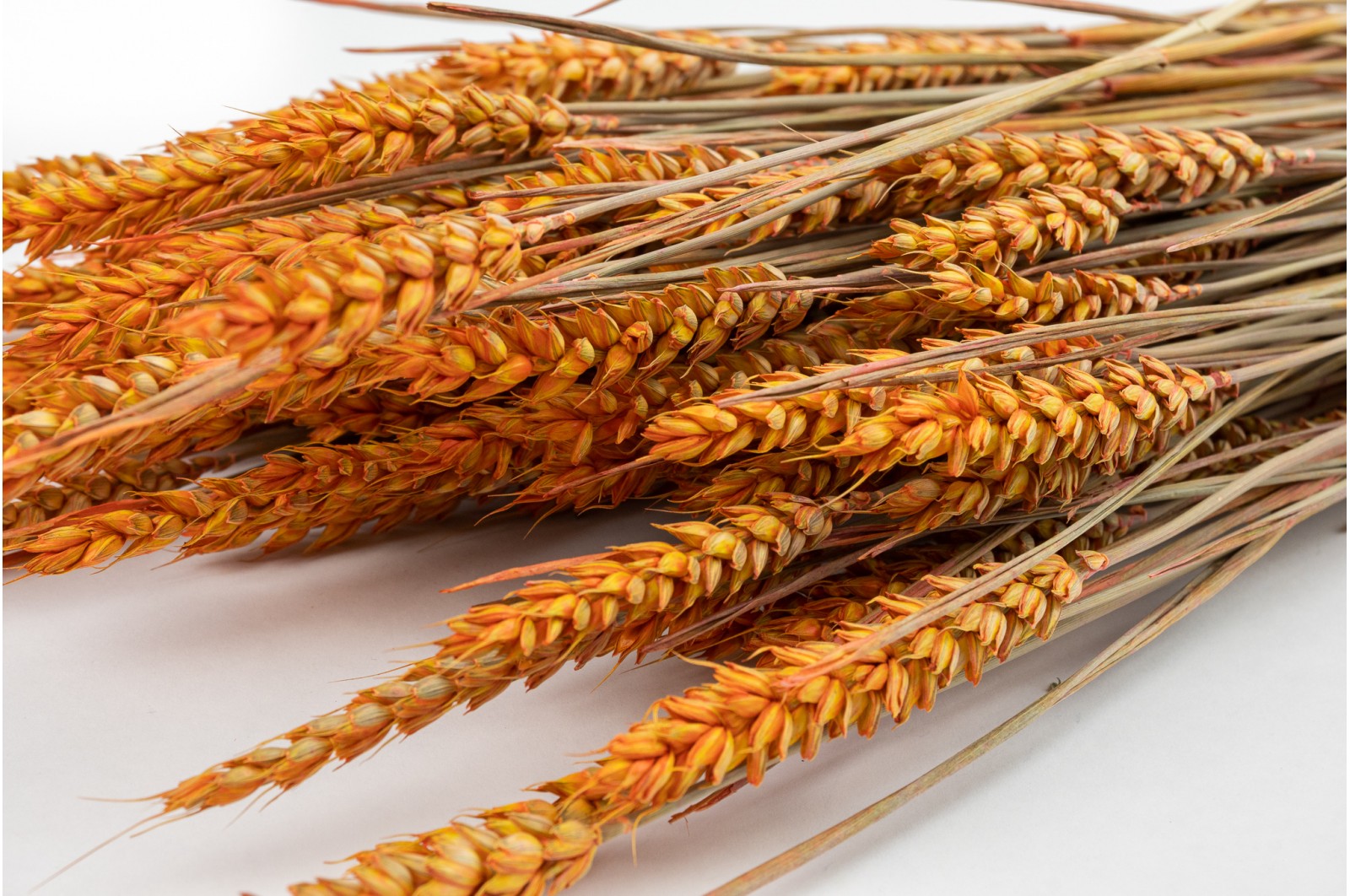 Dried wheat (18) Dried wheat (18)